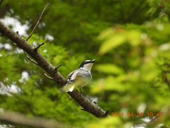 サンショウクイ 養老公園 2024年4月20日(土)