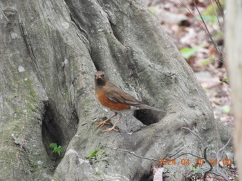 Brown-headed Thrush 養老公園 Sat, 4/20/2024