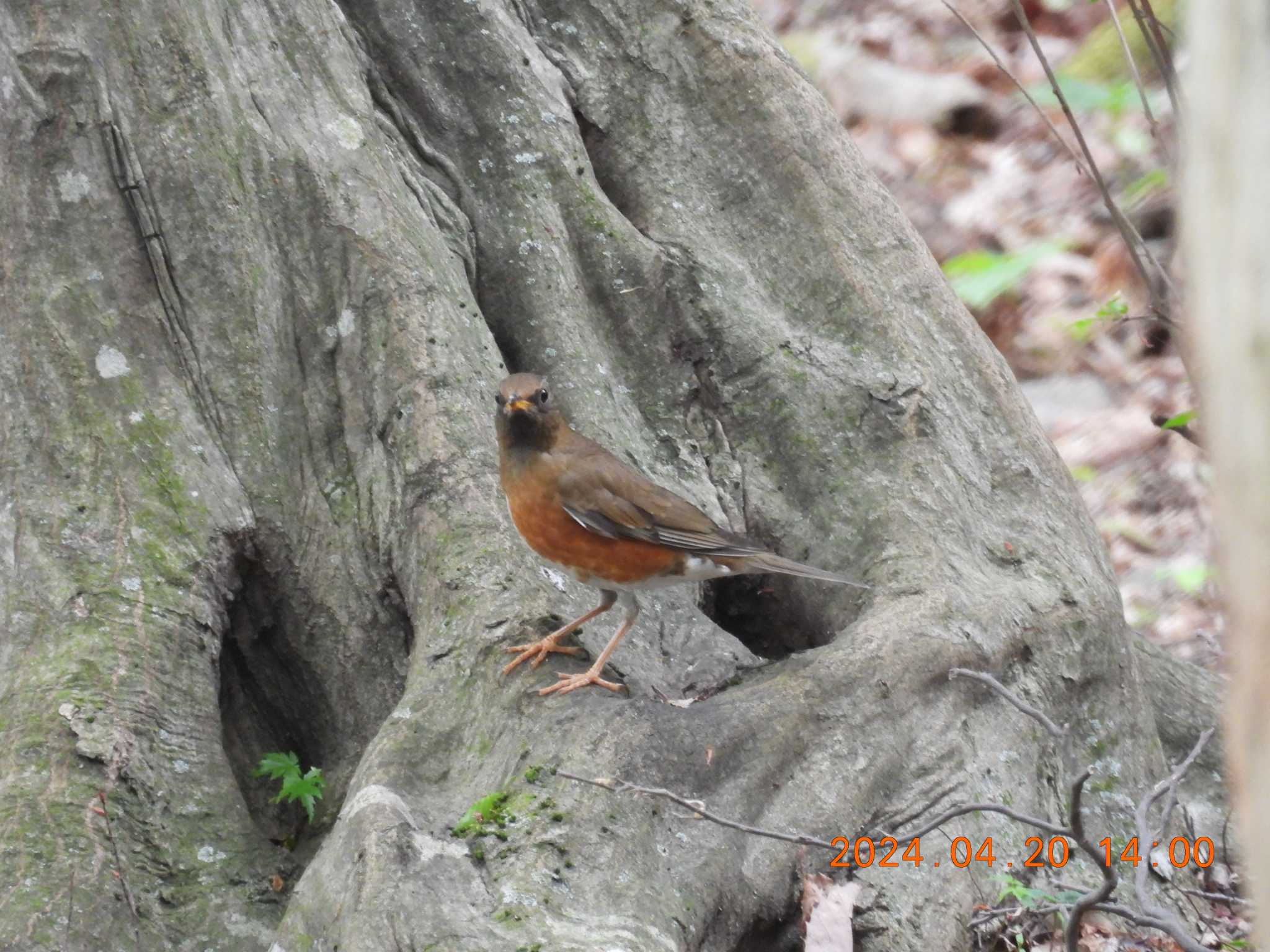 Photo of Brown-headed Thrush at 養老公園 by 得正