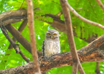 Spotted Owlet Wachirabenchathat Park(Suan Rot Fai) Wed, 4/17/2024