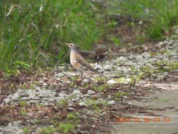 Eyebrowed Thrush 養老公園 Sat, 4/20/2024