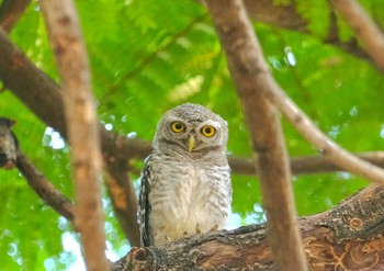 Spotted Owlet Wachirabenchathat Park(Suan Rot Fai) Wed, 4/17/2024