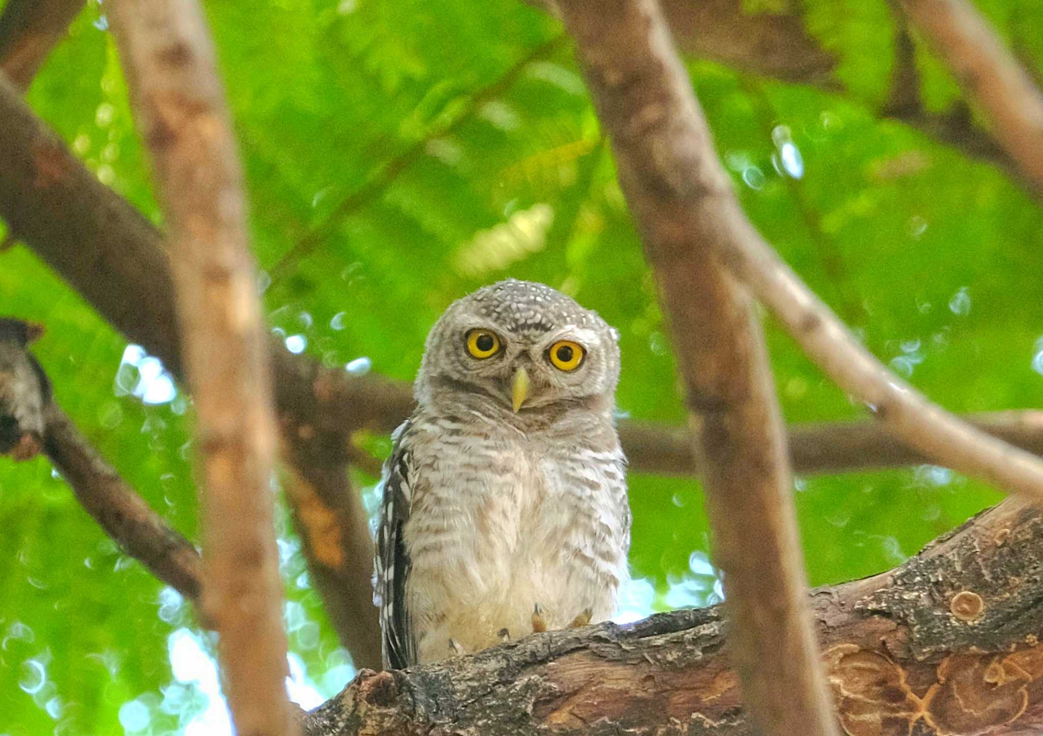 Photo of Spotted Owlet at Wachirabenchathat Park(Suan Rot Fai) by BK MY