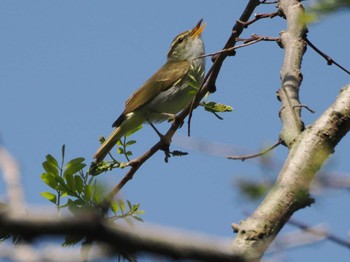 Eastern Crowned Warbler 摩耶山 Sat, 4/20/2024