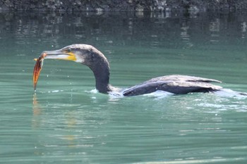 カワウ 野島埼灯台周辺 2024年4月14日(日)