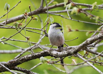 Long-tailed Tit 摩耶山 Sat, 4/20/2024