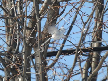 Long-tailed tit(japonicus) 札幌市北区 Sat, 2/10/2024