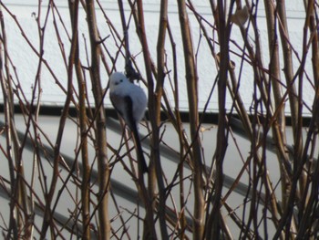 Long-tailed tit(japonicus) 札幌市北区 Sat, 2/10/2024