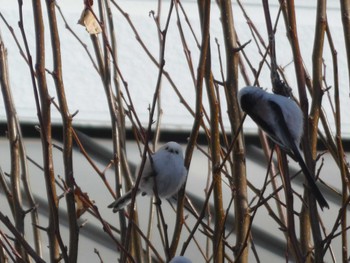 Long-tailed tit(japonicus) 札幌市北区 Sat, 2/10/2024