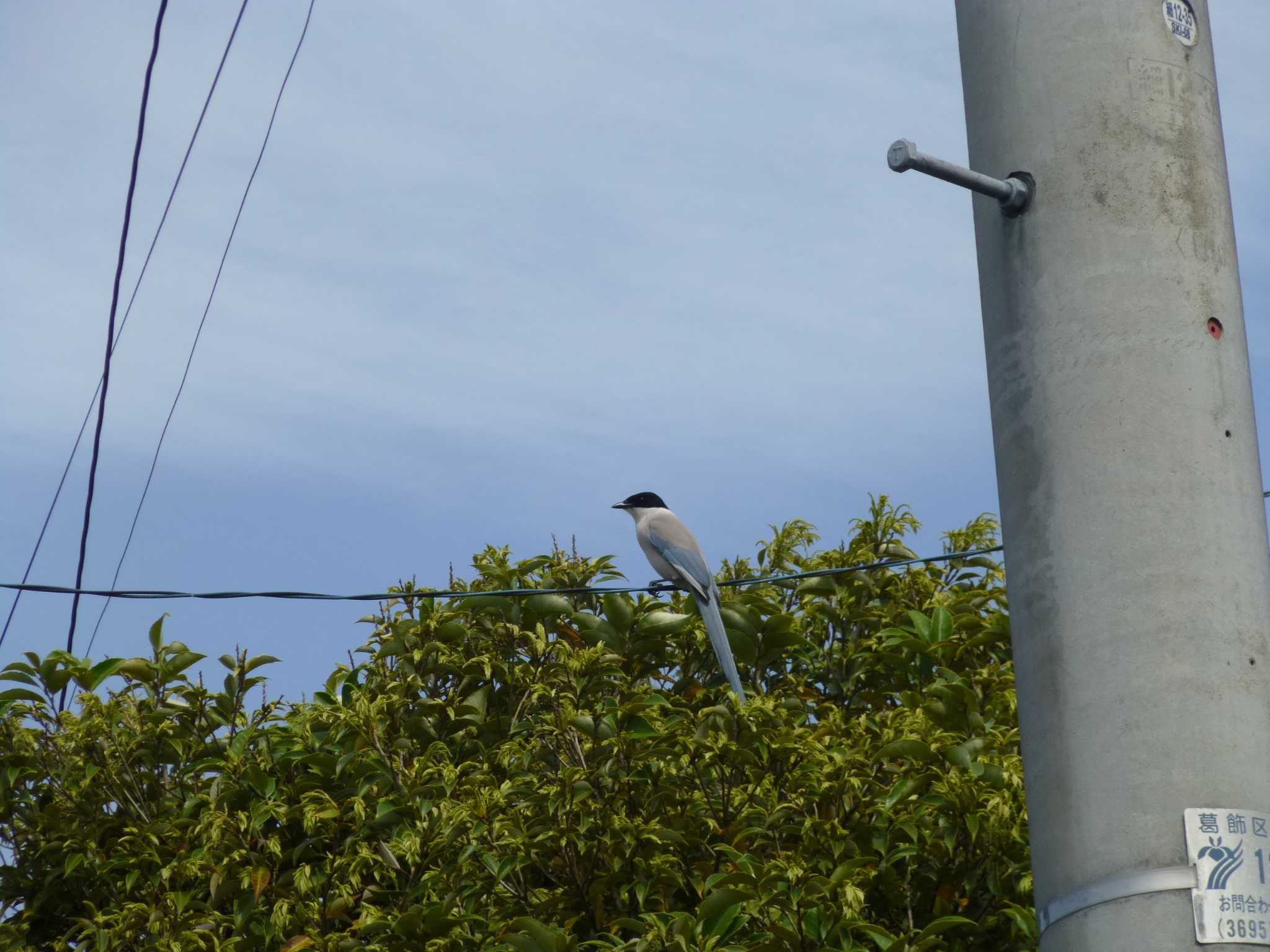 Azure-winged Magpie