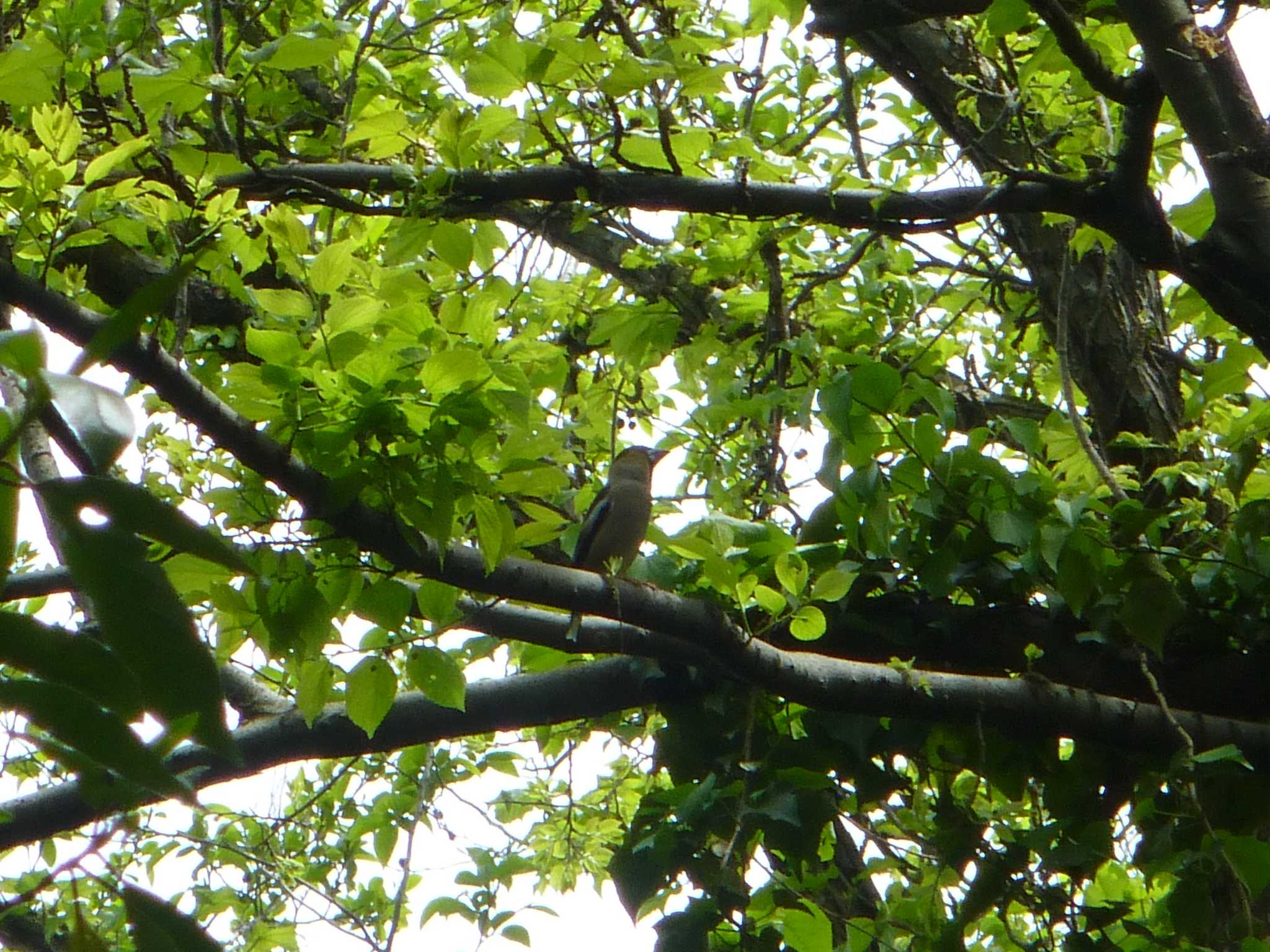 Hawfinch