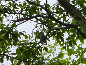 2024年4月20日(土) 水元公園の野鳥観察記録