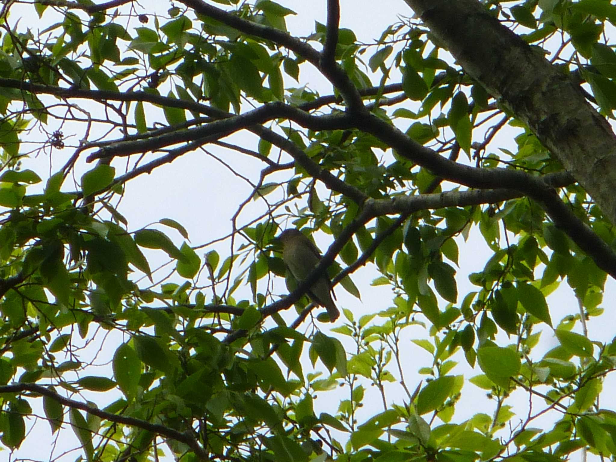 Narcissus Flycatcher