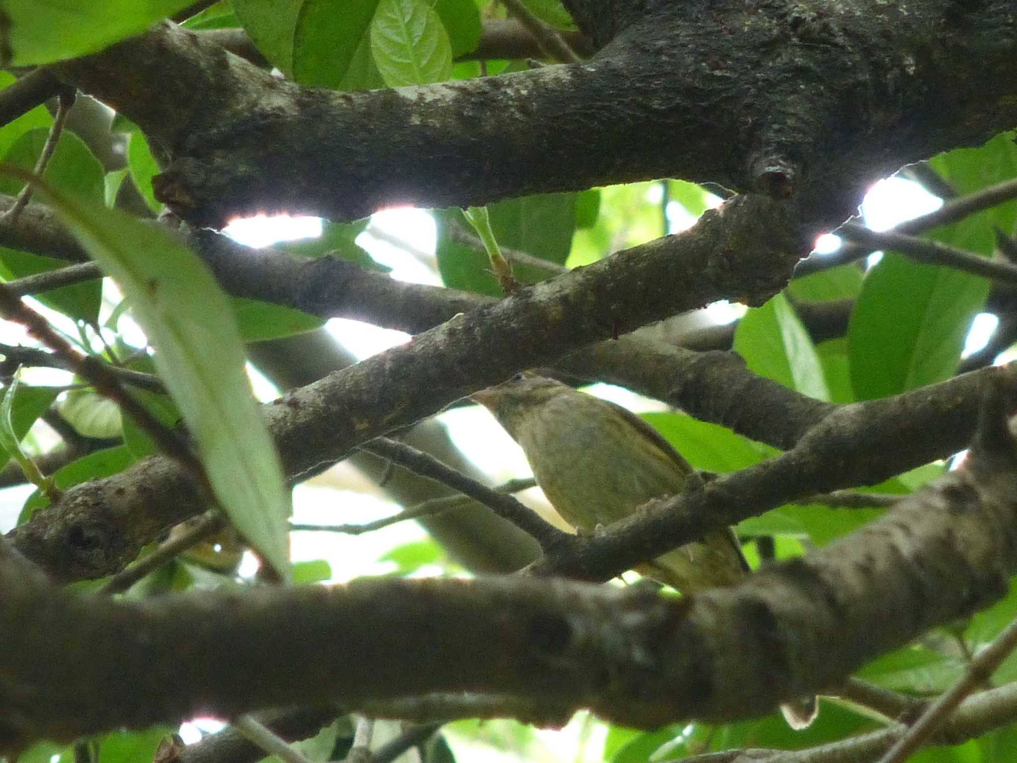 Grey-capped Greenfinch