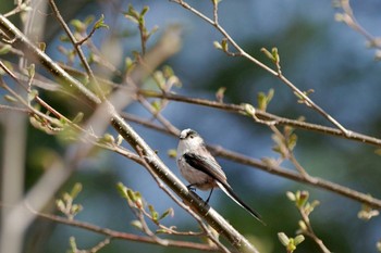 Long-tailed Tit 全国育樹祭記念広場 Sat, 4/20/2024