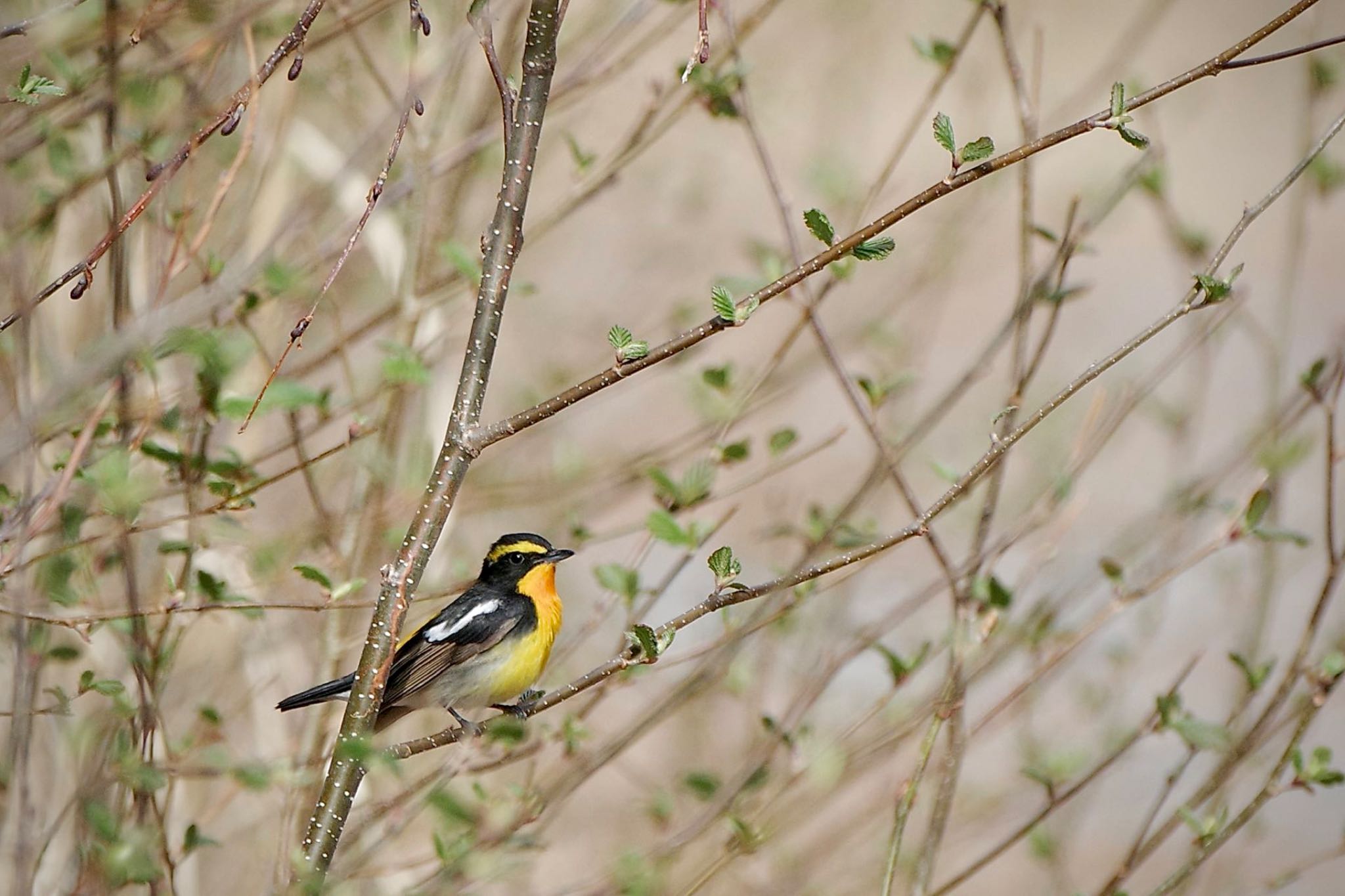 Photo of Narcissus Flycatcher at 全国育樹祭記念広場 by 關本 英樹