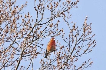 Red Crossbill Lake Kawaguchiko Sat, 4/20/2024