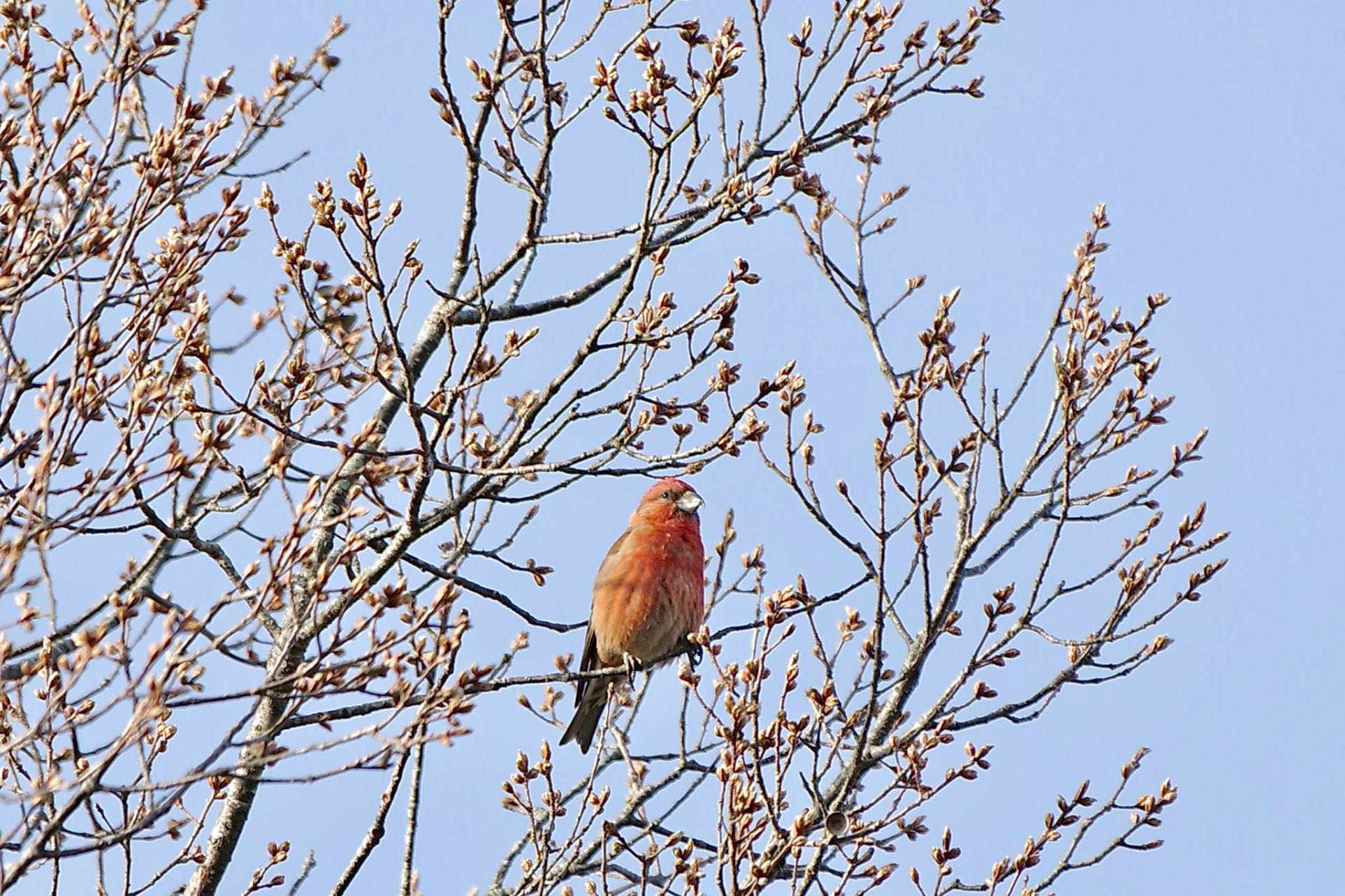 Photo of Red Crossbill at Lake Kawaguchiko by 關本 英樹