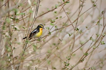 Narcissus Flycatcher 全国育樹祭記念広場 Sat, 4/20/2024