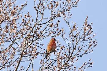 Red Crossbill Lake Kawaguchiko Sat, 4/20/2024