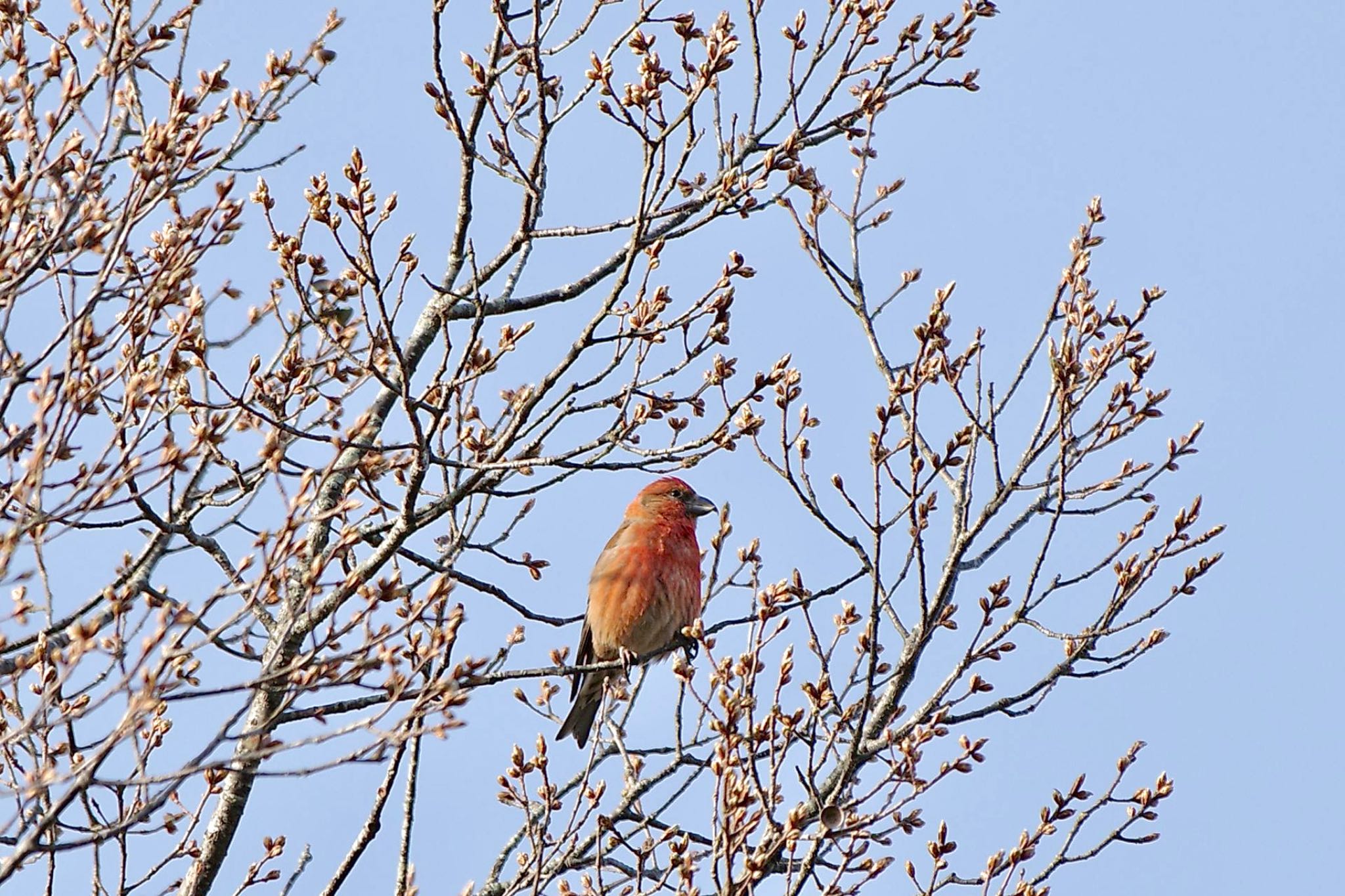 Photo of Red Crossbill at Lake Kawaguchiko by 關本 英樹