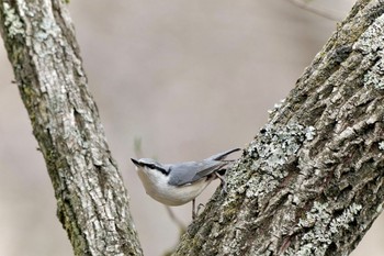 Eurasian Nuthatch 吉田口・馬返(富士山) Sat, 4/20/2024