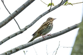 Olive-backed Pipit 南阿蘇ビジターセンター Sat, 4/20/2024