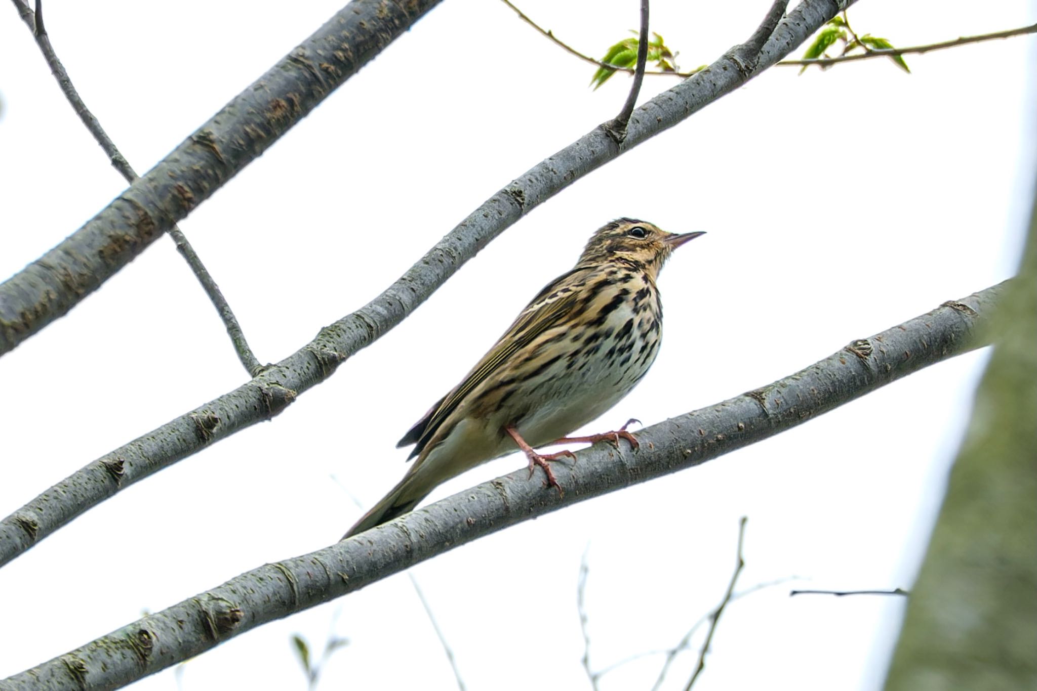 Photo of Olive-backed Pipit at 南阿蘇ビジターセンター by FUJIマニア