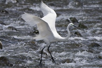 Great Egret(modesta)  Unknown Spots Sat, 4/20/2024