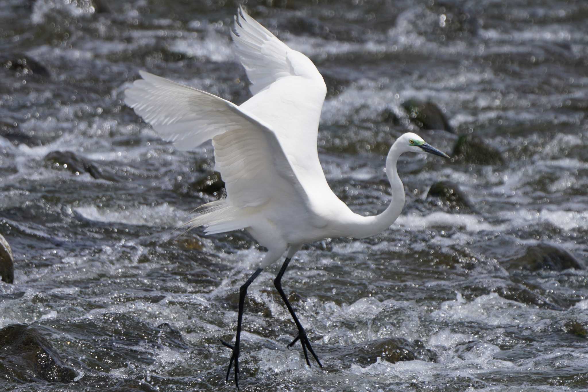 Photo of Great Egret(modesta)  at  by ace