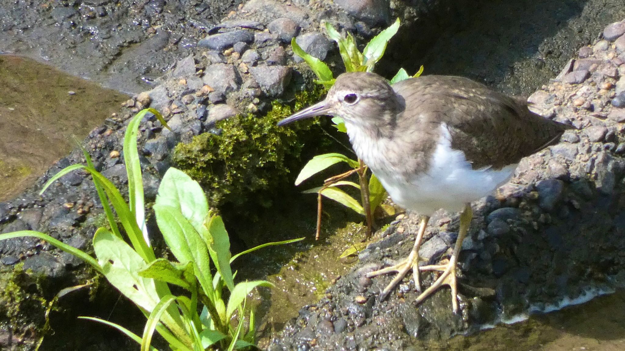 Common Sandpiper