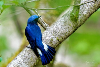 Blue-and-white Flycatcher Hayatogawa Forest Road Sat, 4/20/2024