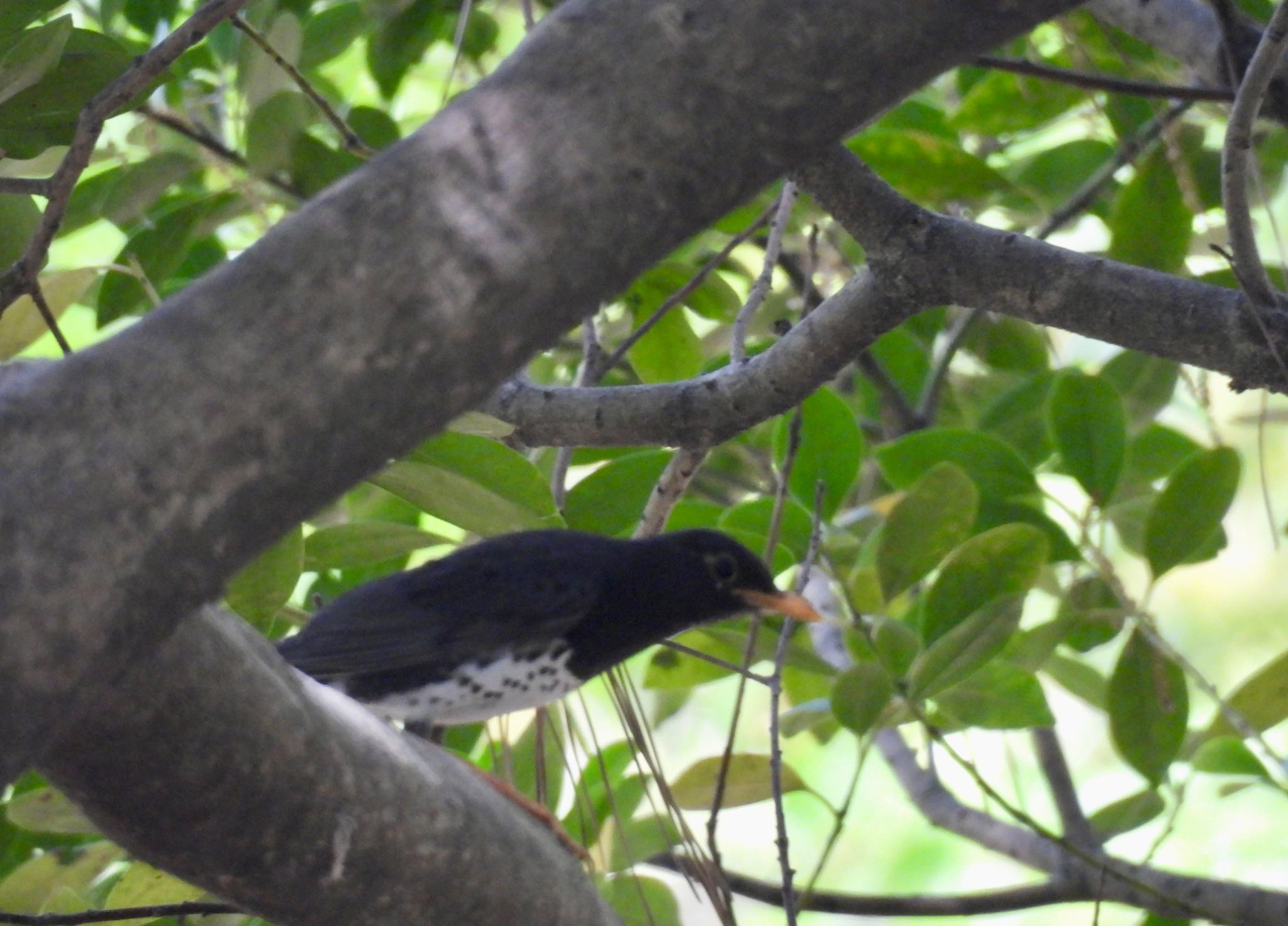 Japanese Thrush