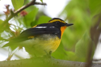 Narcissus Flycatcher 鶴舞公園(名古屋) Wed, 4/17/2024