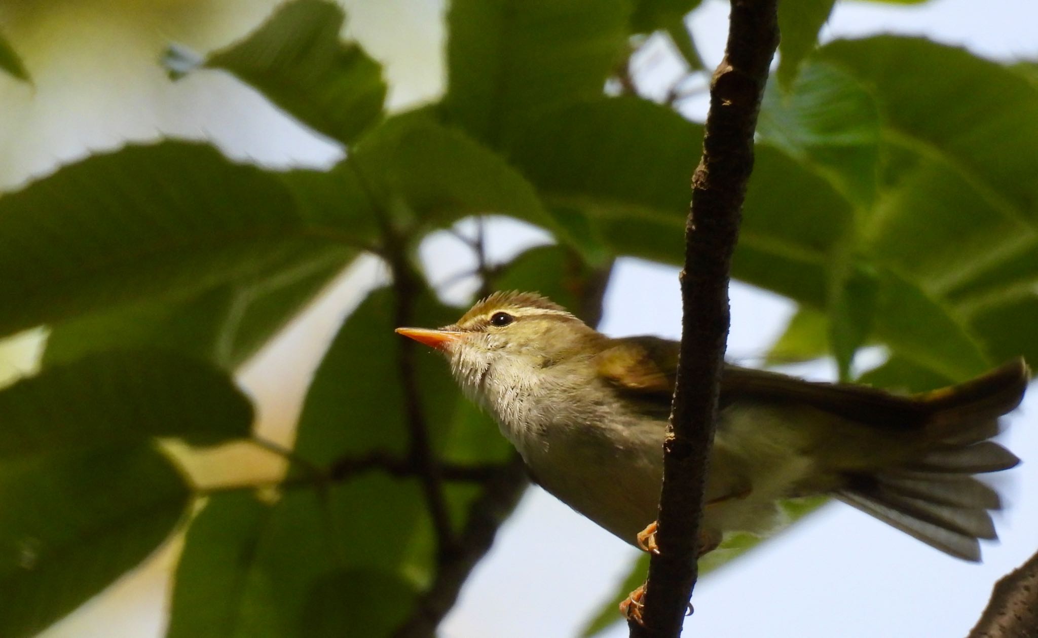 Eastern Crowned Warbler