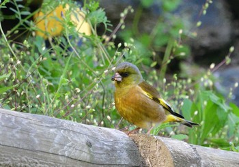 Grey-capped Greenfinch 家の近所 Sat, 4/20/2024