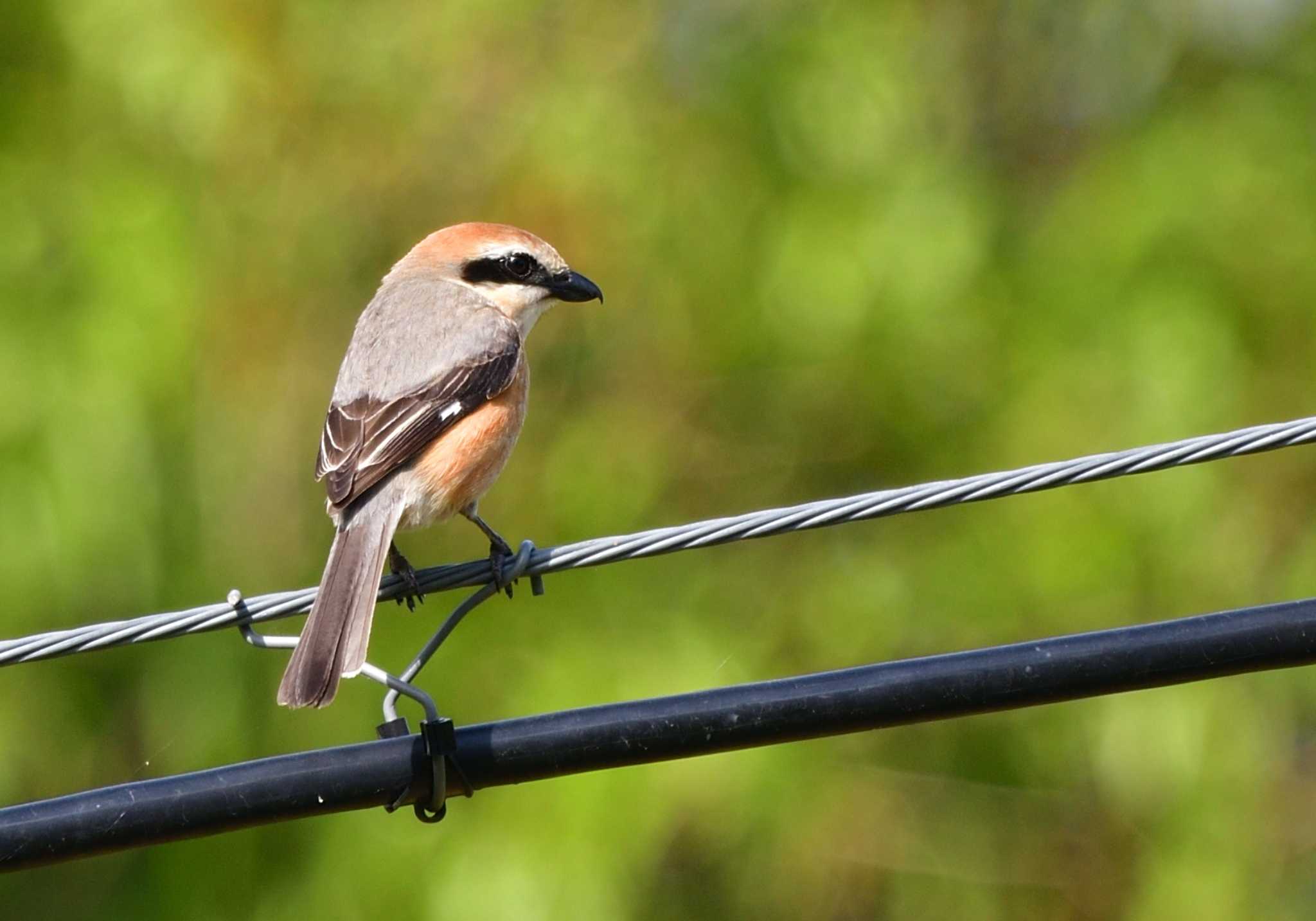 Photo of Bull-headed Shrike at 家の近所 by 塩コンブ