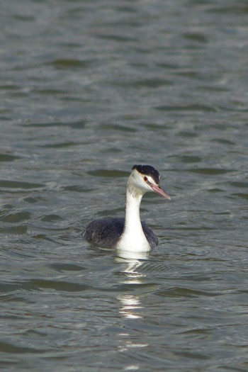 Great Crested Grebe 奈良市水上池 Fri, 12/28/2018