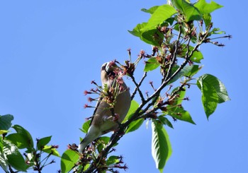 Hawfinch 家の近所 Sat, 4/20/2024