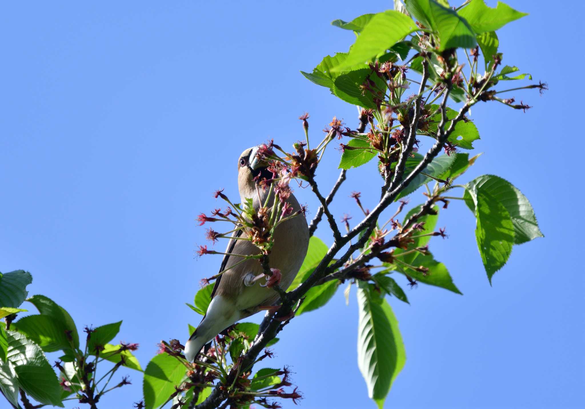 Hawfinch