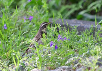 Dusky Thrush 家の近所 Sat, 4/20/2024