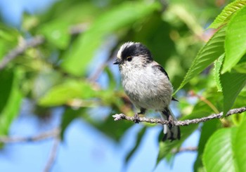 Long-tailed Tit 家の近所 Sat, 4/20/2024