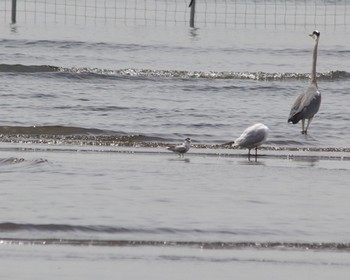 コアジサシ ふなばし三番瀬海浜公園 2024年4月20日(土)