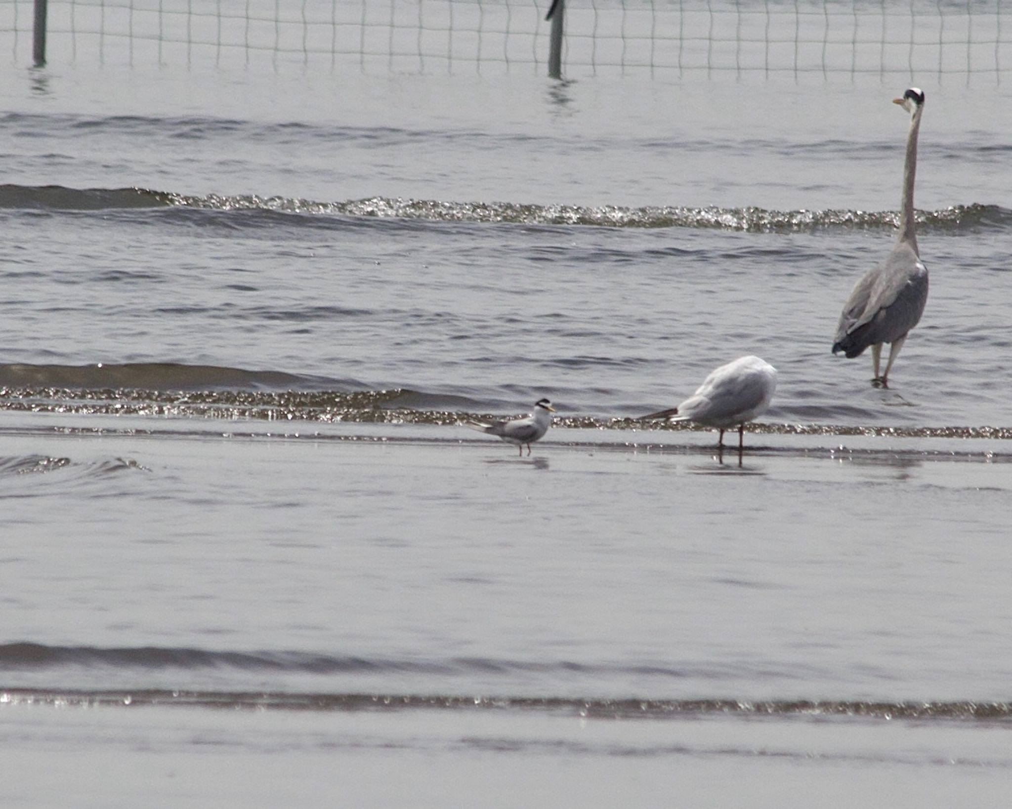 Photo of Little Tern at Sambanze Tideland by おかず