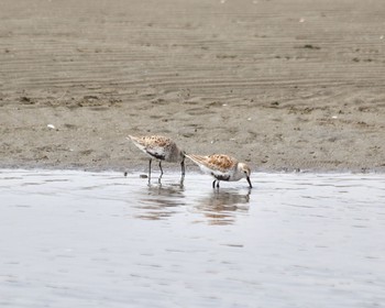 ハマシギ ふなばし三番瀬海浜公園 2024年4月20日(土)