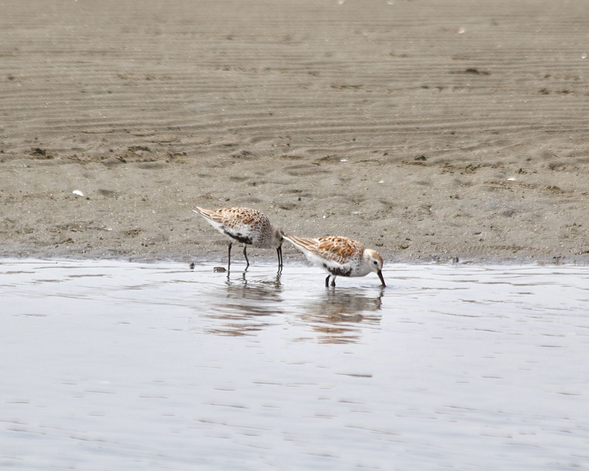 Photo of Dunlin at Sambanze Tideland by おかず