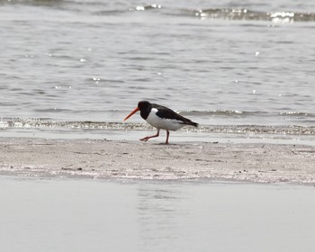 Eurasian Oystercatcher Sambanze Tideland Sat, 4/20/2024