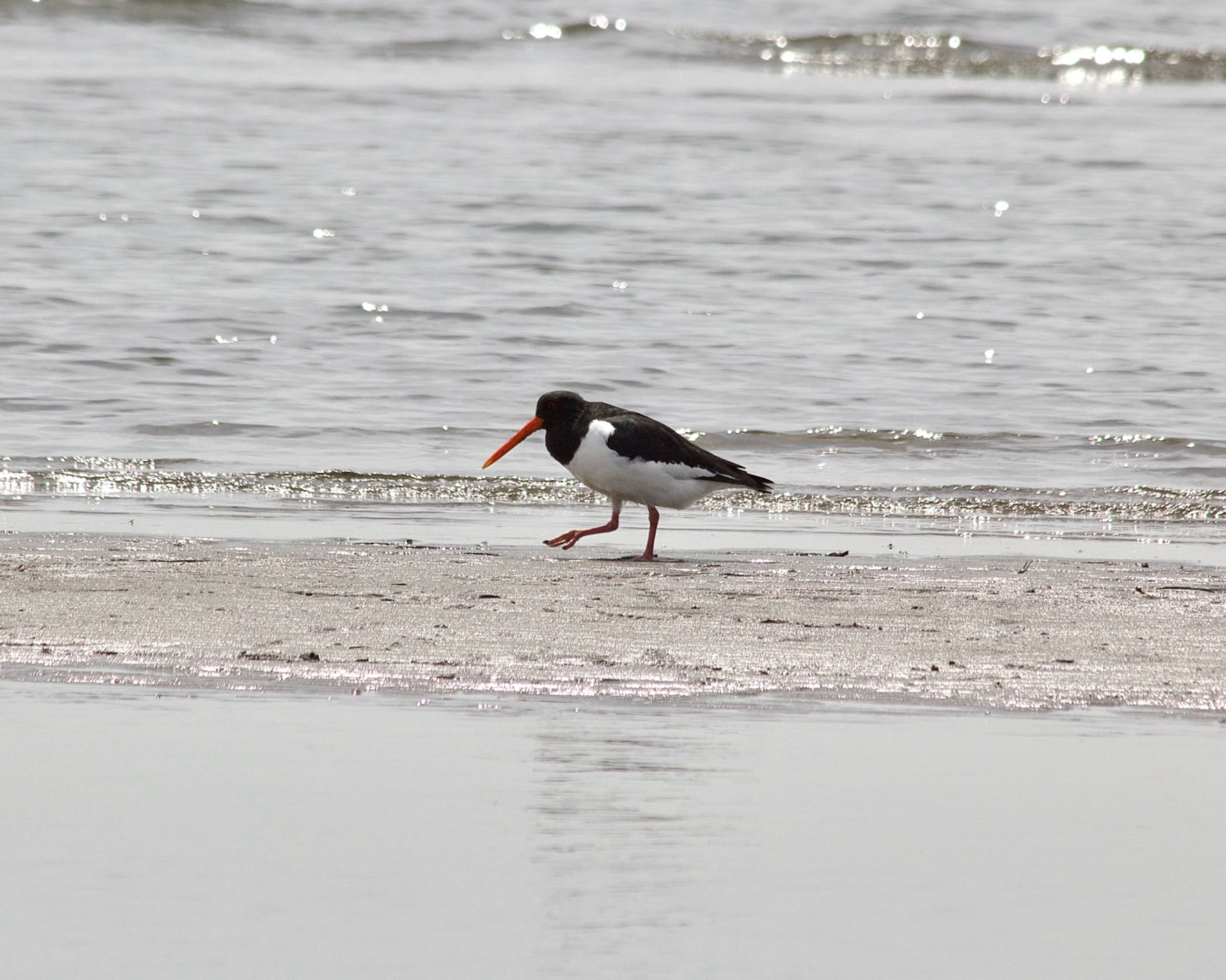 Photo of Eurasian Oystercatcher at Sambanze Tideland by おかず