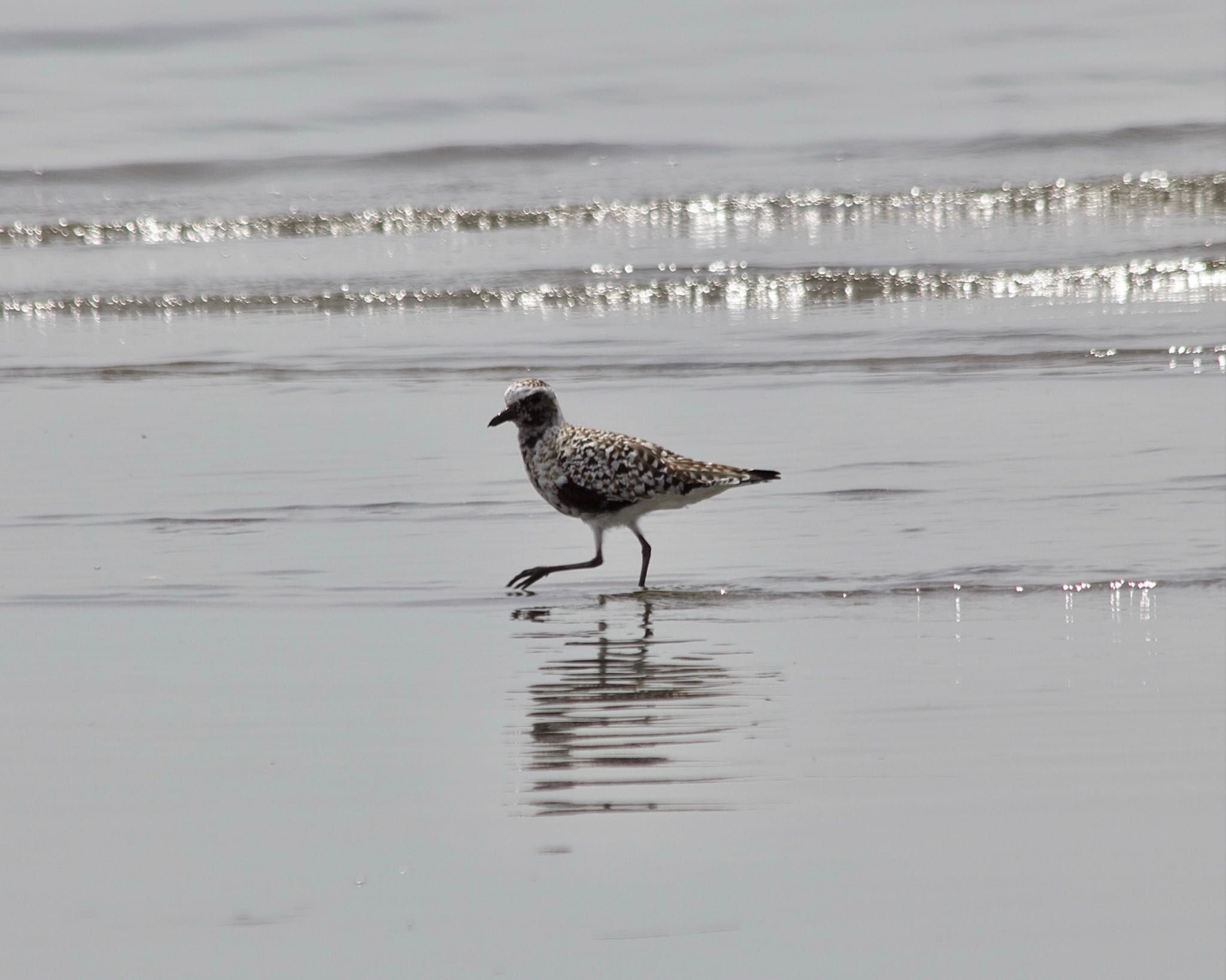 Photo of Grey Plover at Sambanze Tideland by おかず