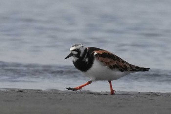 キョウジョシギ ふなばし三番瀬海浜公園 2024年4月20日(土)